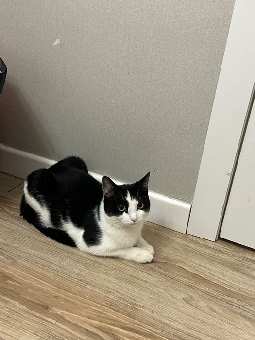 Отдам котика в добрые руки