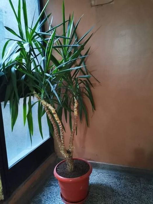 Цвете,Палмова Юка