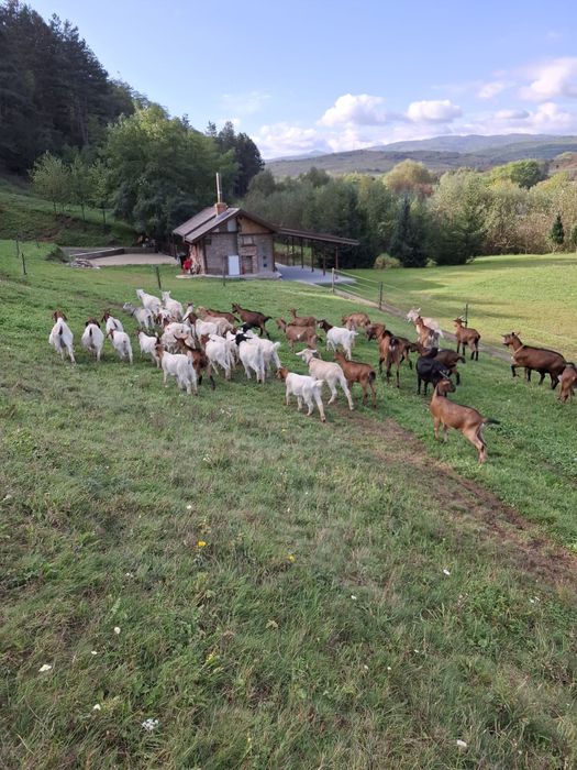 Capre Boer si Alpina franceza de vanzare