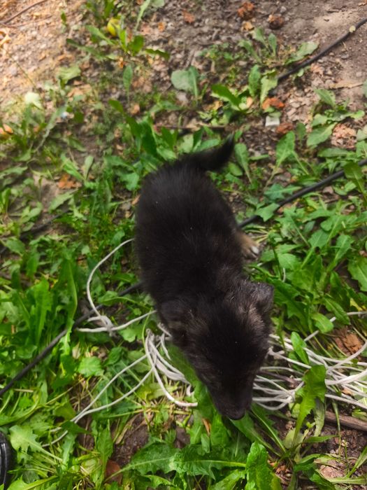 Щенки ищут семью