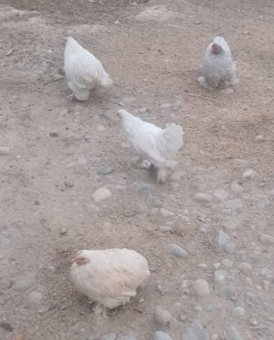 Карлик Кохинхин продается