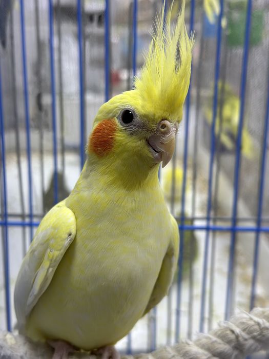 Попугаи кореллы