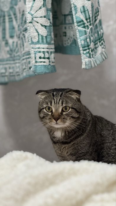 Отдам даром Кота