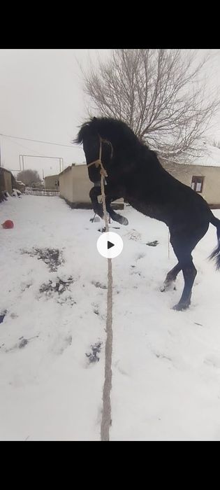 Дөнен шығады мінгі