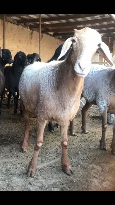 Zotga sovliqlar 9 ta