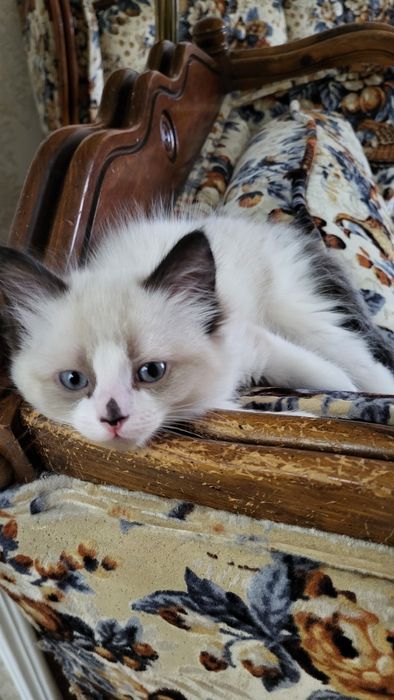 Котенца Регдол – 7 пухкави бебета почти на 3 месеца