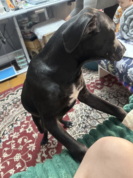 Продам сабаку не дорого