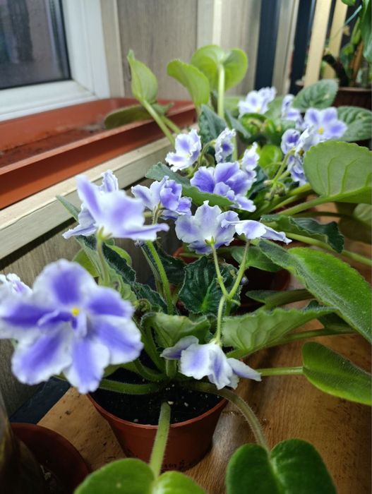 Продаются фиалки