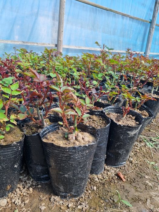 Розы разных сортов