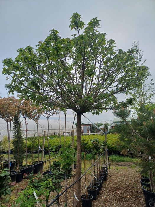 Catalpa Nana Globulara