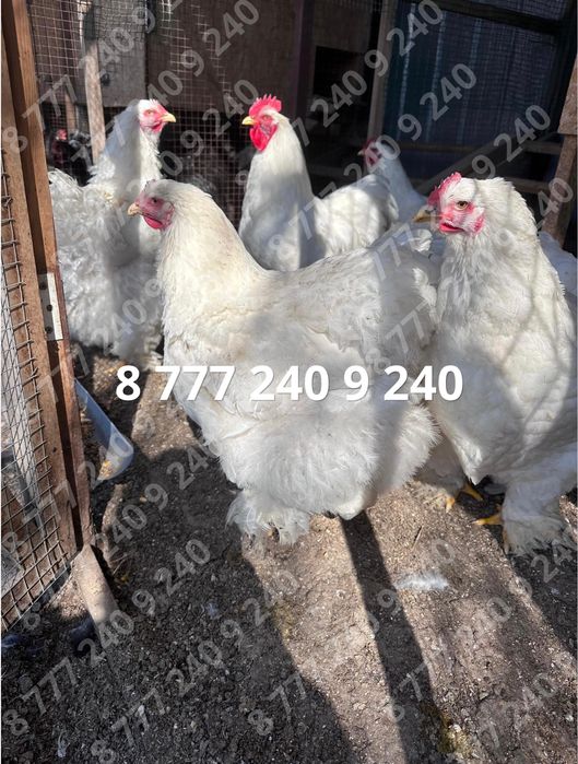 Кохинхин белый стандарт