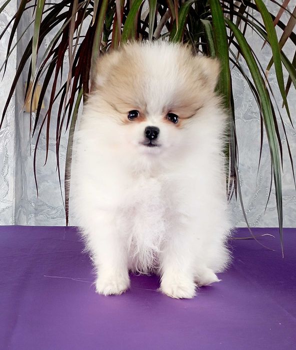 Шпиц немецкий Миниатюрный. Щенки с документами.