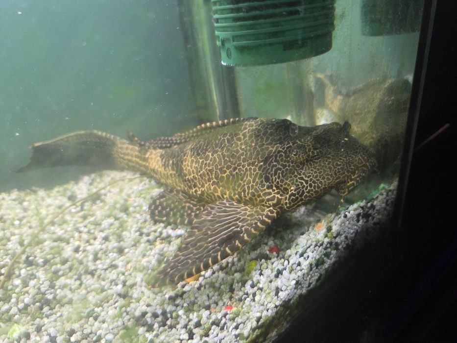 Pleco Gibbiceps (adult)