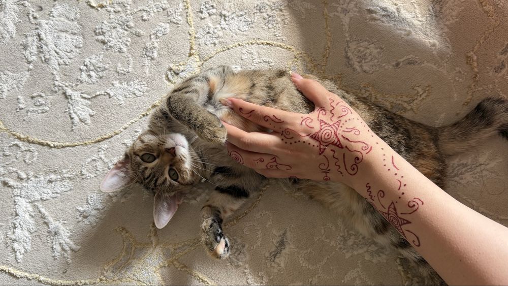 отдам кошку в добрые руки
