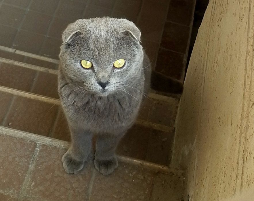 Mushuk sotiladi  visloux