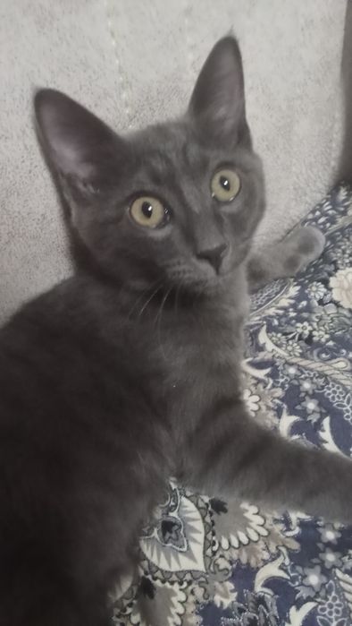 Кошка русская голубая