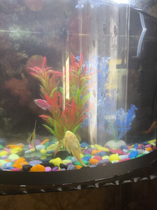 Аквариум баликлари Билан