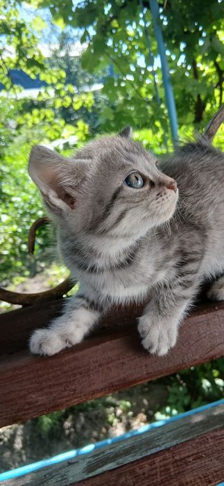 Котёнок мальчик бесплатно.