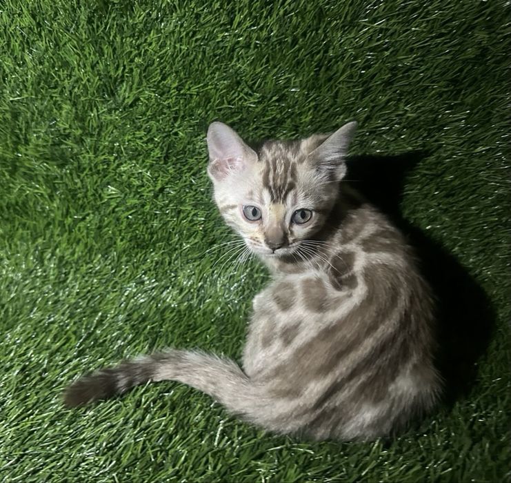 Бенгальские котята