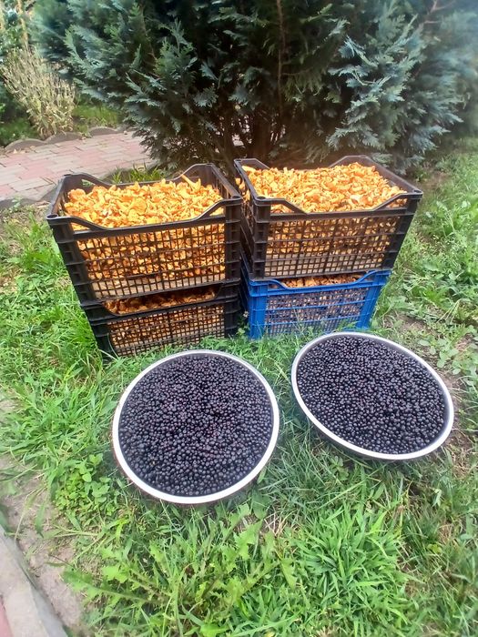 Roadele pădurii – direct din munții Hunedoarei!