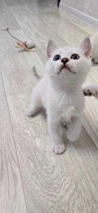 Британский котёнок