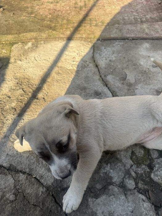 Продам щенка питбуль с азиатом