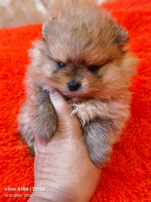 Очаровательные щенки шпица.