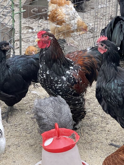 Pasari de rasa. Australorp, Plymouth Galben, Brahma