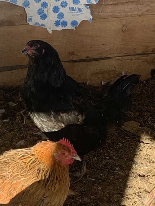 Продаются куры разных пород