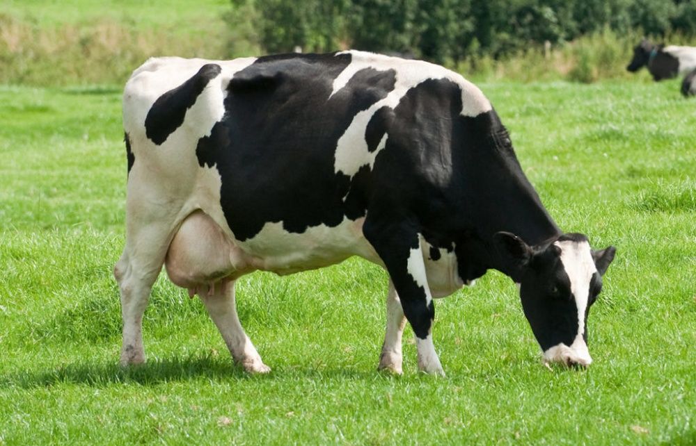 Голштин, Симментал, Ангус зотли наслли моллар, Европа, 42 млн сум