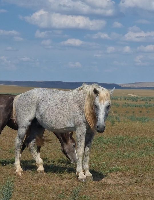 Семіз Айғыр сатылады жуас мінгі
