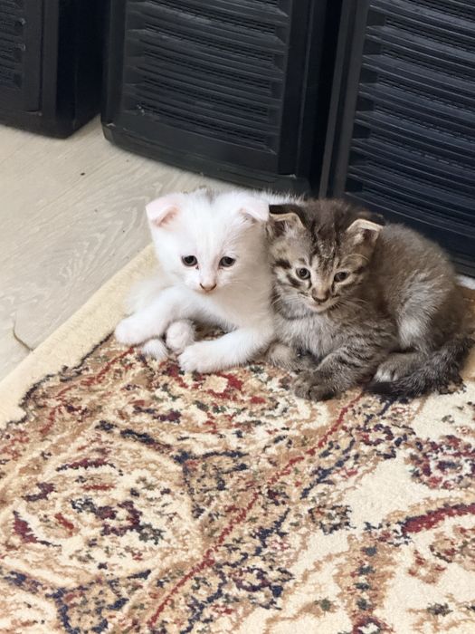 Шотландские котята