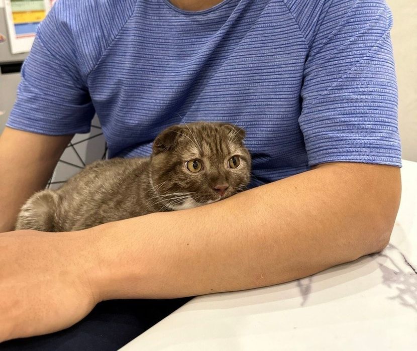 Кот британец чистокровный