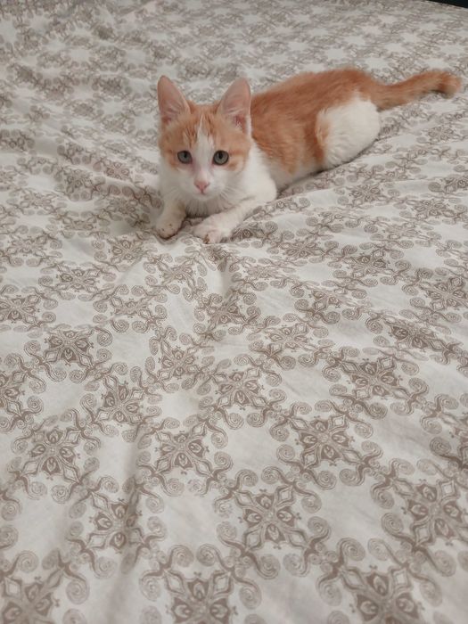 котик в добрые руки