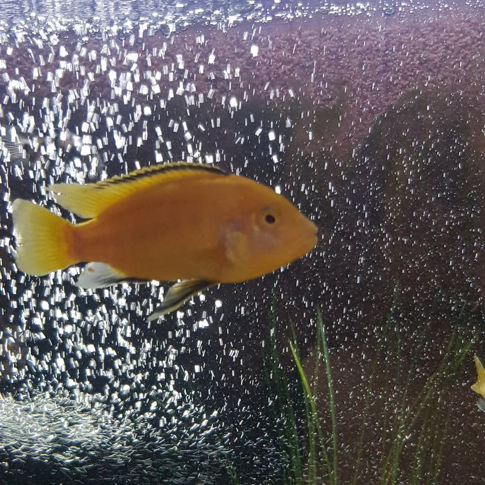 Рыбы цихлиды Еллоу