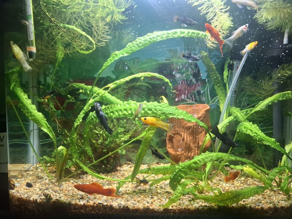 Продавам два  Аквариума