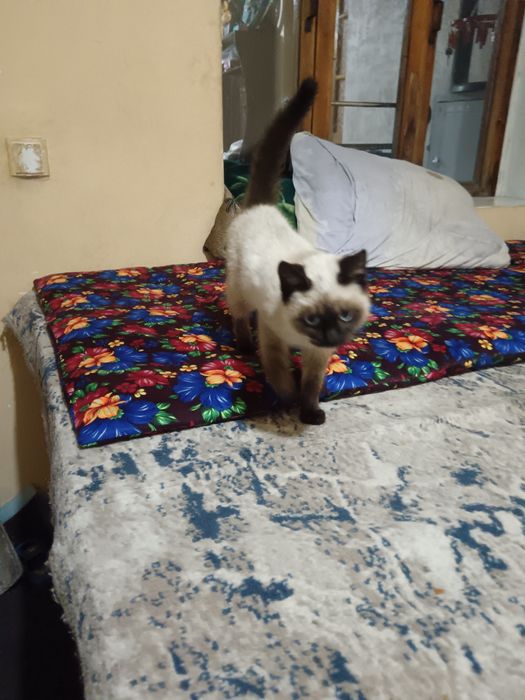 Котенок домашний приучены