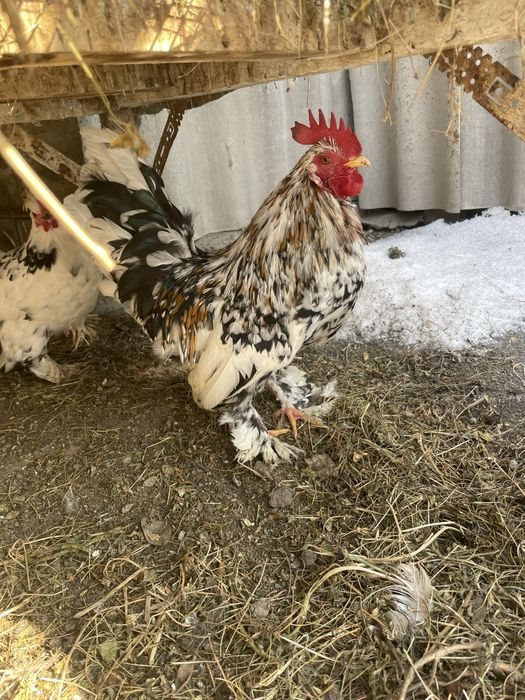 Карликовый петух