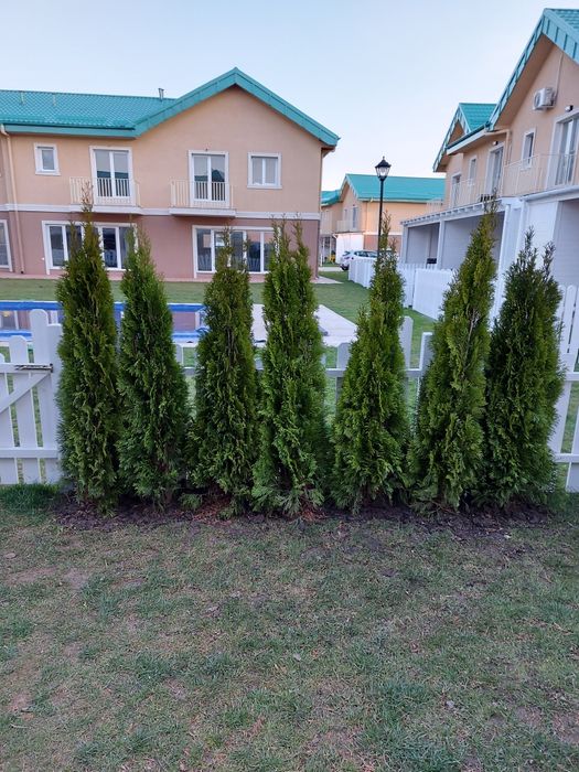 Mesteacan cu coaja albă tuia magnolia parfumată  tei