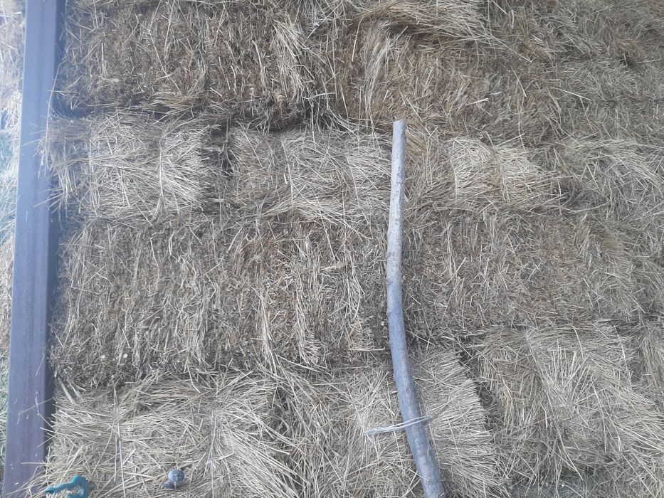 Сено, шоп тюковый