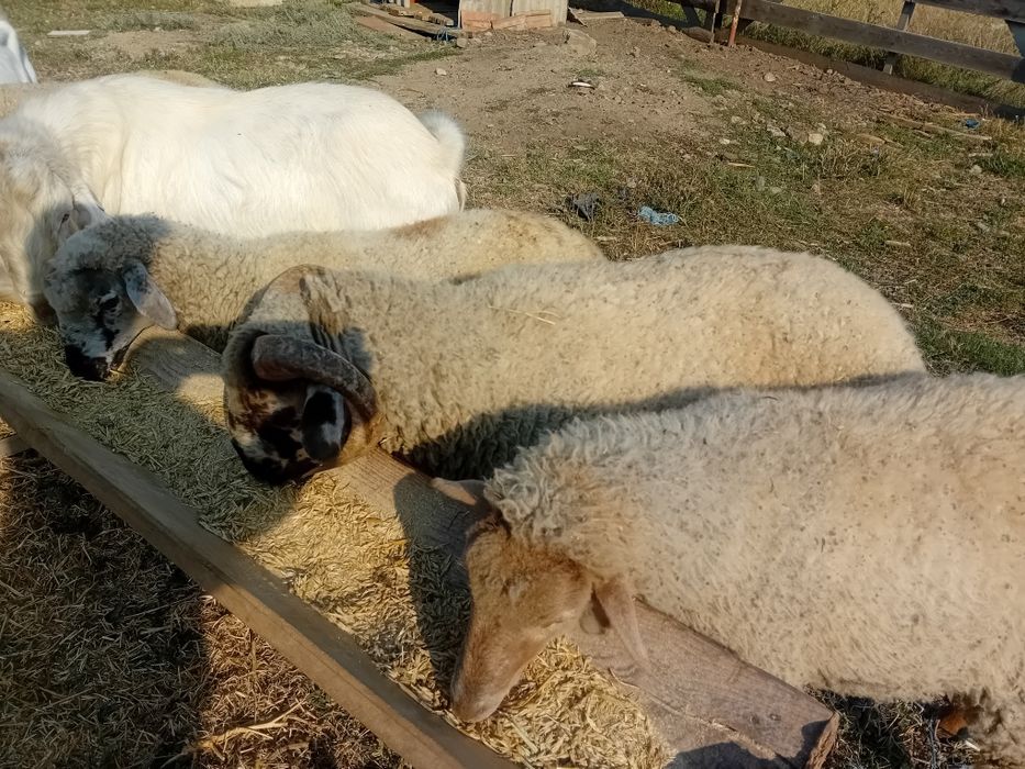 Vând  un  berbecuț  din primăvară