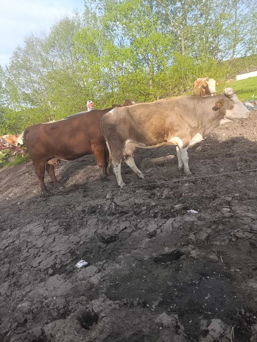 Vând vaci cu lapte și gestante 11 bucăți