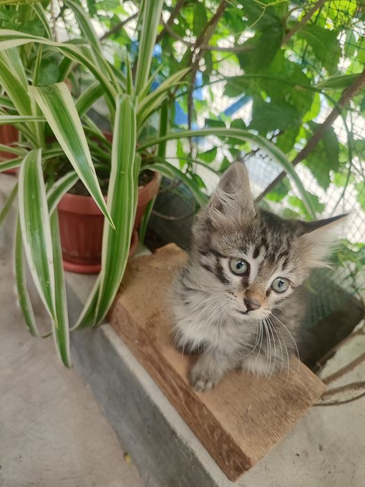 Отдаю котёнка в хорошие руки