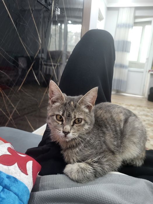 Кот и кошка мысық