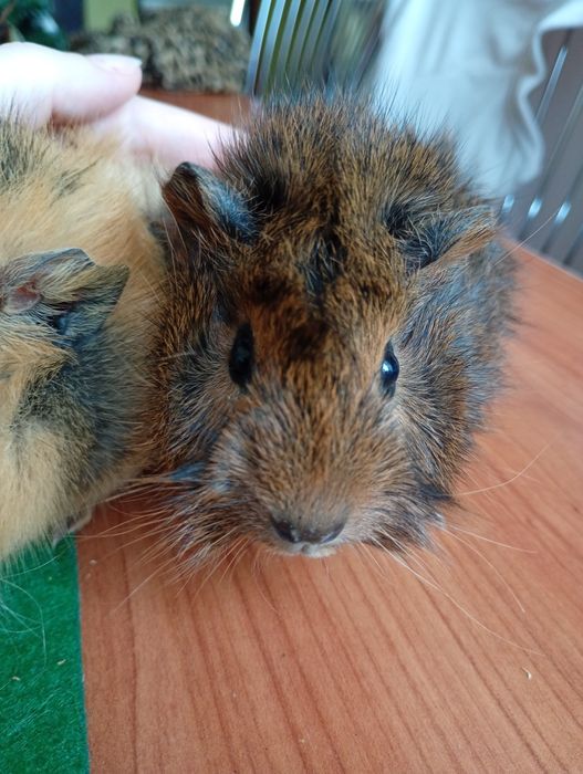 Porcușori de guineea