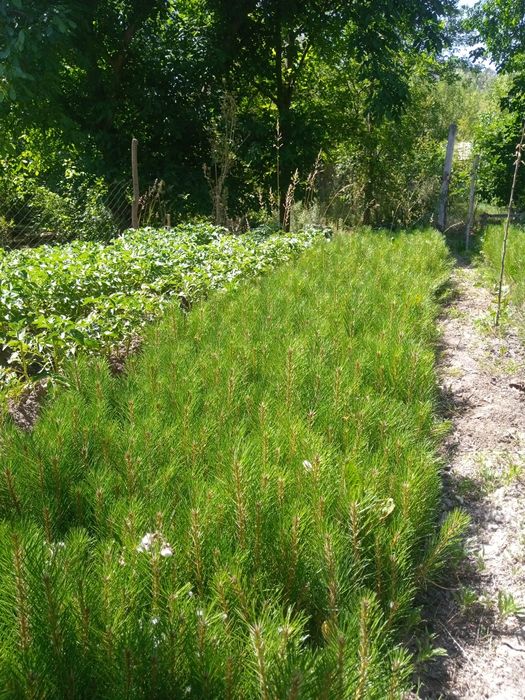 Qirim archa manzarali