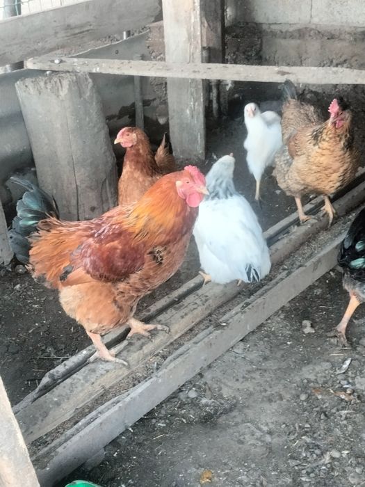 Петухи адлер домашние