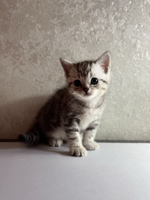 продам шотланских котят