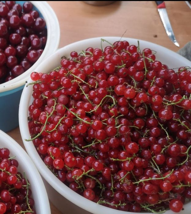 Продам смородину красную домашнюю.