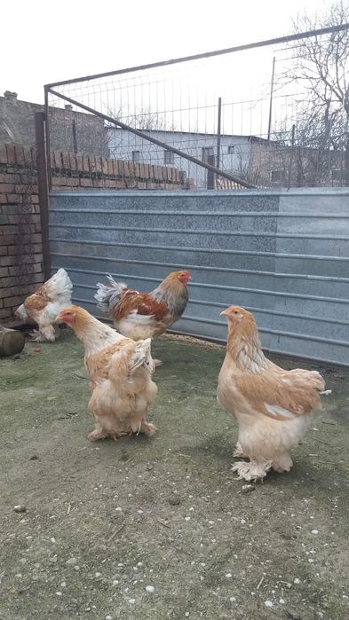 Oua Brahma pentru incubat